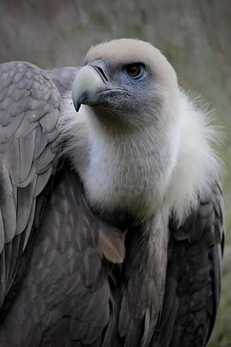 vulture, bird, aas face, unterberg | Pikist