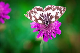 butterfly, chess board, women's board, edelfalter, nature, summer ...