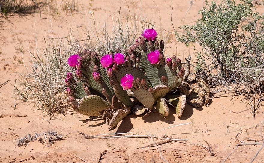 Flor do Deserto, deserto, cacto, cactos, quente, seco, nevada, plantas,  flora, espetado, espinhos | Pikist