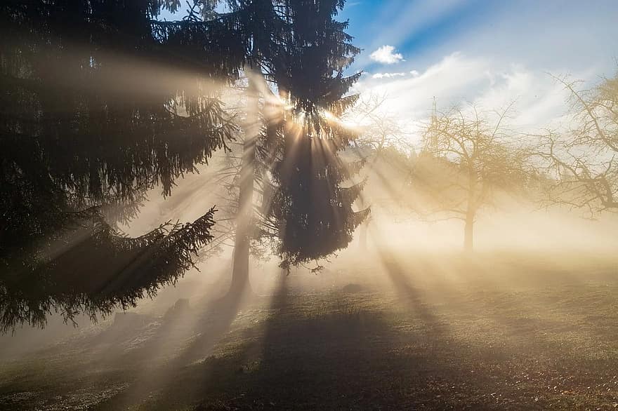 rays-sun-light-fog-forest-sky-landscape-sunbeam-mood.jpg