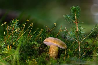 gallenröhrling, mushroom, uneatable, rac