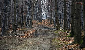 forest-way-beskids-magura-wilkowicka-spring-the-path-landscape-foliage-alley-thumbnail.jpg