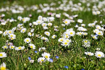 daisy, flower white, bellis philosophy, wild flowers, multiannual daisy ...