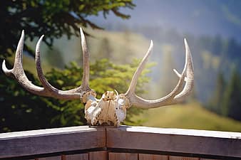 antler, nature, animal close up, hunting, hunting Pikist