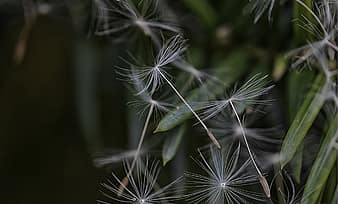 dandelion,