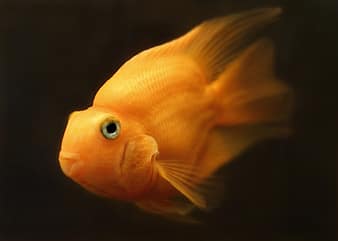 goldfish, carassius, fish, golden, red | Pikist