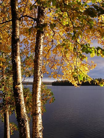 birch, yellow birch, yellow, nature, autumn, fall, tree, season, forest, bright, leaf