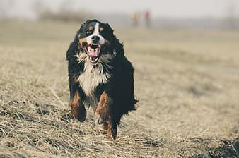 bernese-mountain-dog-berner-sennen-switzerland-schweizer-sennenhund-run-fast-race-movement-animal-thumbnail.jpg