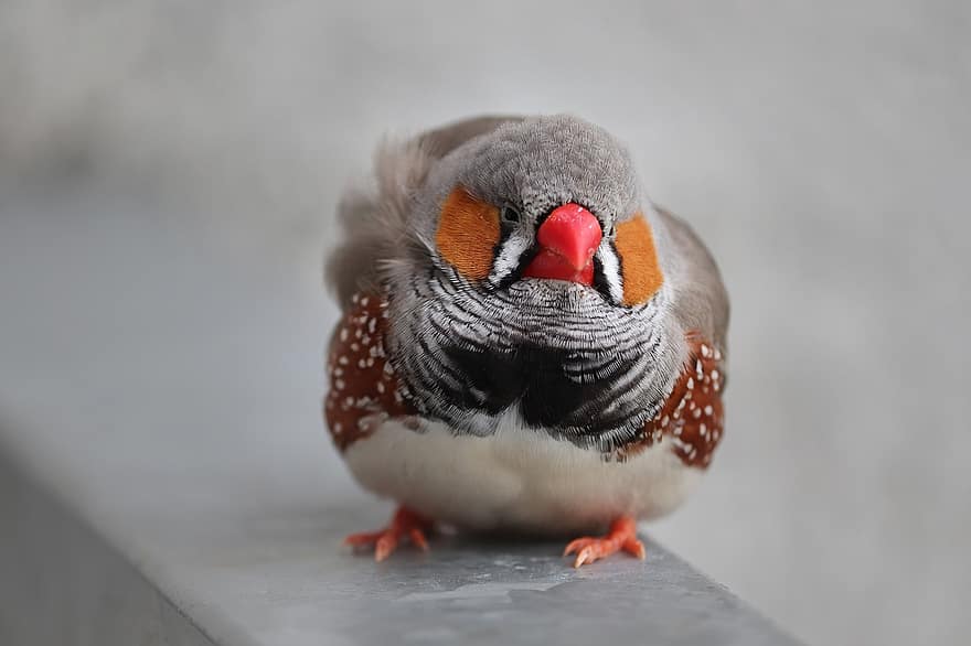 حمار وحشي فينش ، Taeniopygia guttata ، ziervogel ، حفظ الطيور 