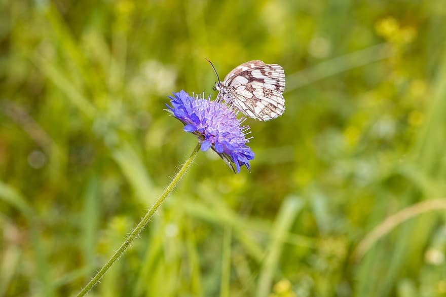 butterfly, chess board, women's board, edelfalter, nature, summer ...