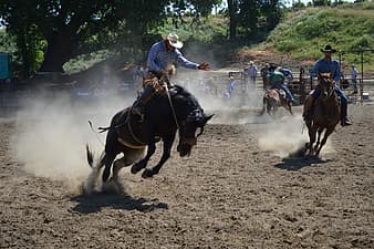 talahi-jump-jumping-bucking-buck-animal-mammal-brown-rodeo-thumbnail.jpg