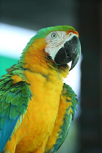 white parakeets, rare parrots, south american parrots, beautiful macaws ...