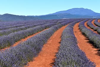 moustiers-sainte-marie, lavender, beautiful landscape, lavender field ...