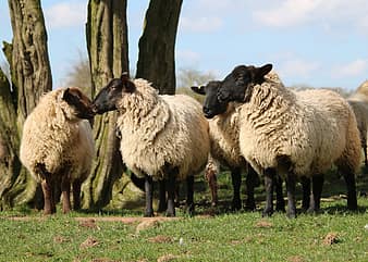 lamb, sheep, wool, farm, grass, nature, agriculture, spring, livestock ...