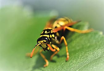 wasp, insect, sting, animal, macro, prickly, close up, wing, nature