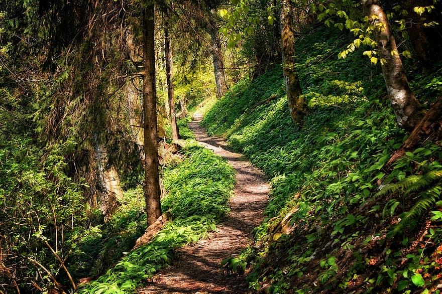 tree, away, landscape, nature, path, trail, migratory path, clouds, sky ...