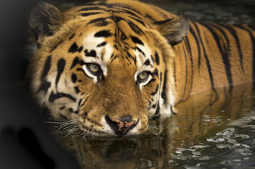 tiger, wildlife, eyes, bathing, lake, wild, predator, natural, bengal ...