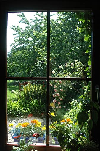 garden-flowers-spring-plant-window-outlook-view-diversity-garden-design-thumbnail.jpg