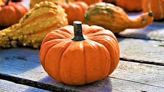 orange, ornamental pumpkins, the cultivation of, halloween, a vegetable, hdr, october, called rothmans, autumn