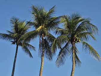 coconut tree, leaves, leafy, abstracts, palms, single, trunk, thick ...