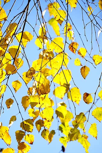 hang-birch, birch, autumn, leaves, fall foliage, gold, yellow, bright yellow, light, airy, plenty of natural light