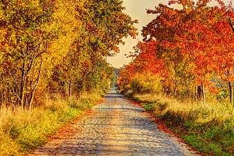 münsterland, parklandschaft, fields, reported, forests, flat land, flat ...