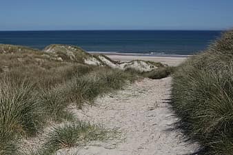 lugworm, worm, arenicola marina, sand worm, pier worm, polychaete ...