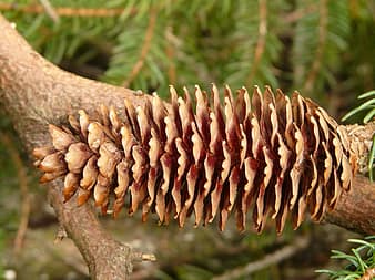 tap, pine cones, spruce, picea, pine greenhouse, western, common, abies ...