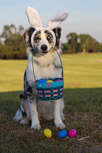 australian shepherd, aussie, shepherd, blue merle, blue eye, easter ...