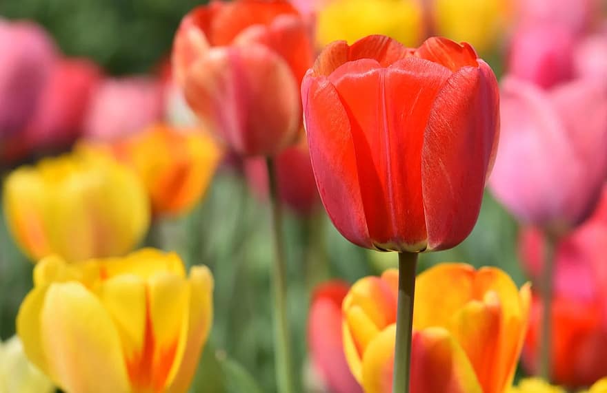 tulip, tulip field, blossom, bloom, spring flower, spring, flower ...