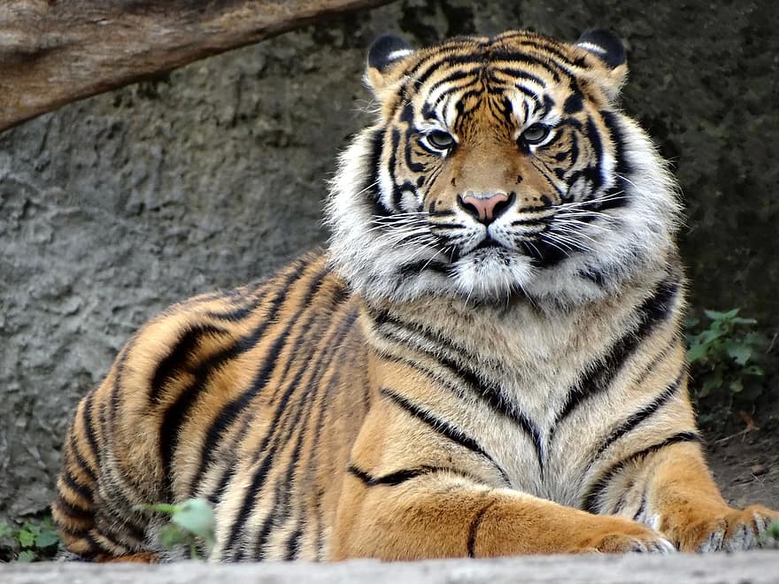 sumatran tiger, nature, predator, tiger, mammal, cat, cat's eyes, majesty, feral wild cats, mammals | Pikist