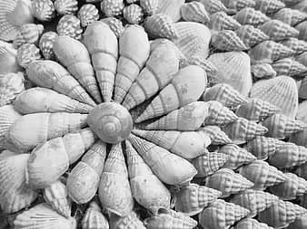 shells-sea-ocean-nature-marine-seashell-