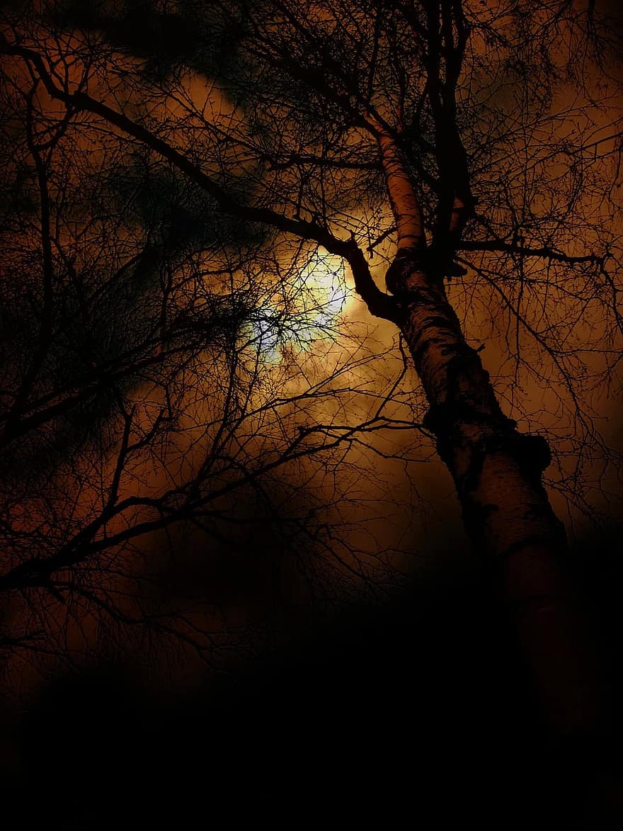 Tree Sunset Beautiful Sky Clouds Orange Red Still Nature