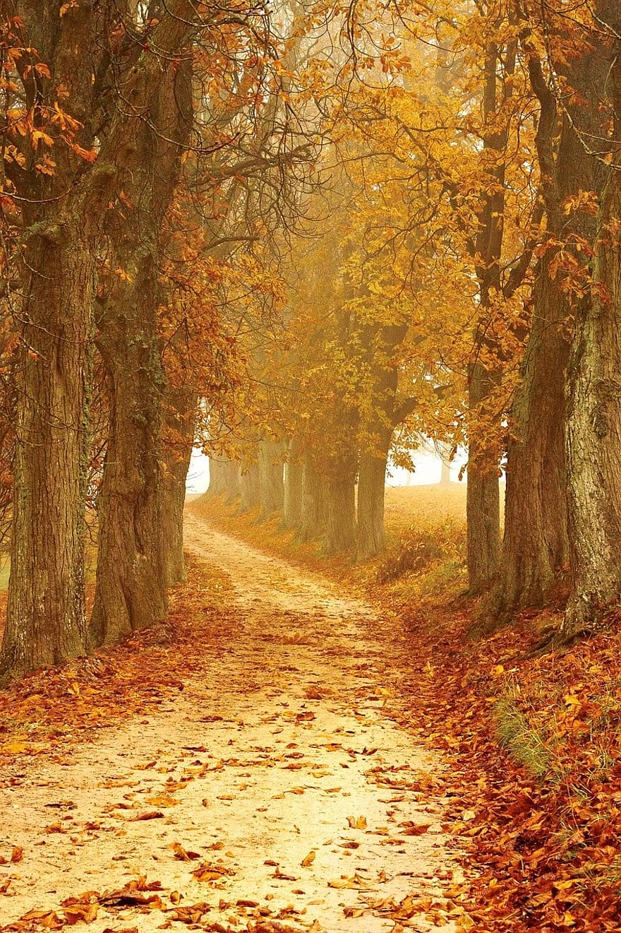 عندما يزورنا الخريف Autumn-mood-away-forest-fog-autumn-leaves-nature-landscape-fall-foliage