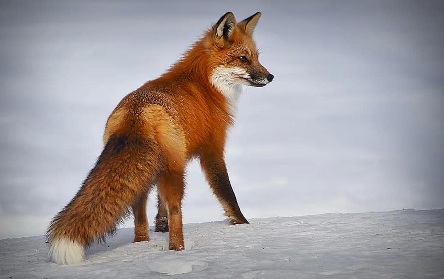 Free Images : animals, carnivore, organism, whiskers, terrestrial animal,  fawn, snow, tail, snout, Swift fox, red fox, fur, claw, wildlife, rodent,  winter, macro photography, photo caption, squirrel, canidae, illustration,  art 3000x2000 