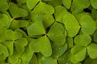 Royalty free clover photos | Pikist